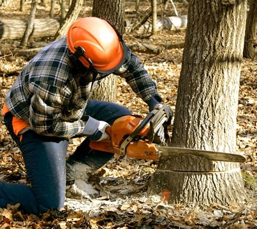 Arborist assessing tree health in Oklahoma